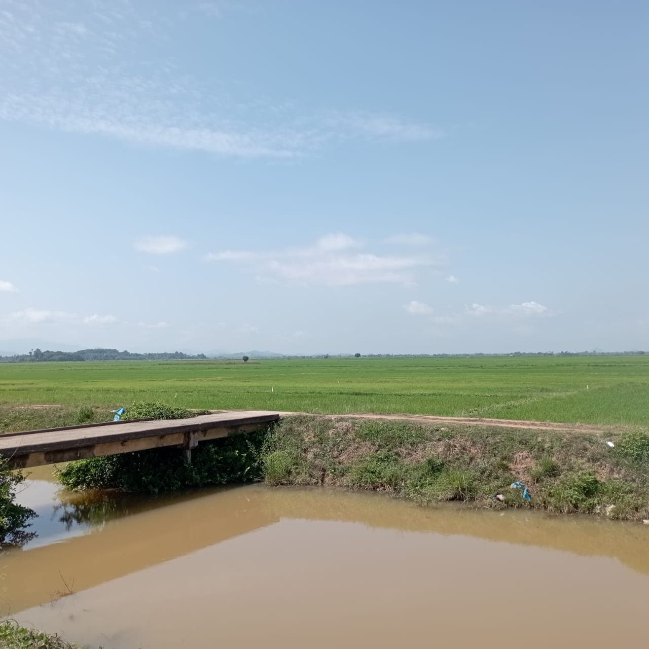 Pemandangan sawah padi hijau yang menawan di sekeliling homestay kampung Kedah